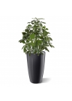 Pianta artificiale Schefflera 50 cm anti-UV