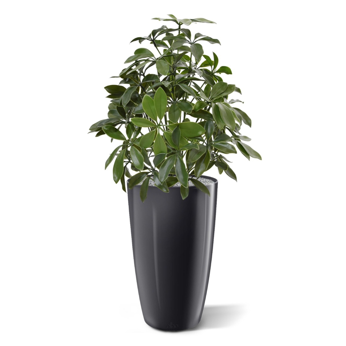 Pianta artificiale Schefflera 50 cm anti-UV