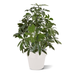 Pianta artificiale Schefflera 50 cm anti-UV
