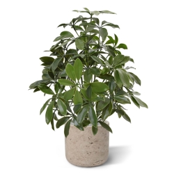 Pianta artificiale Schefflera 50 cm anti-UV
