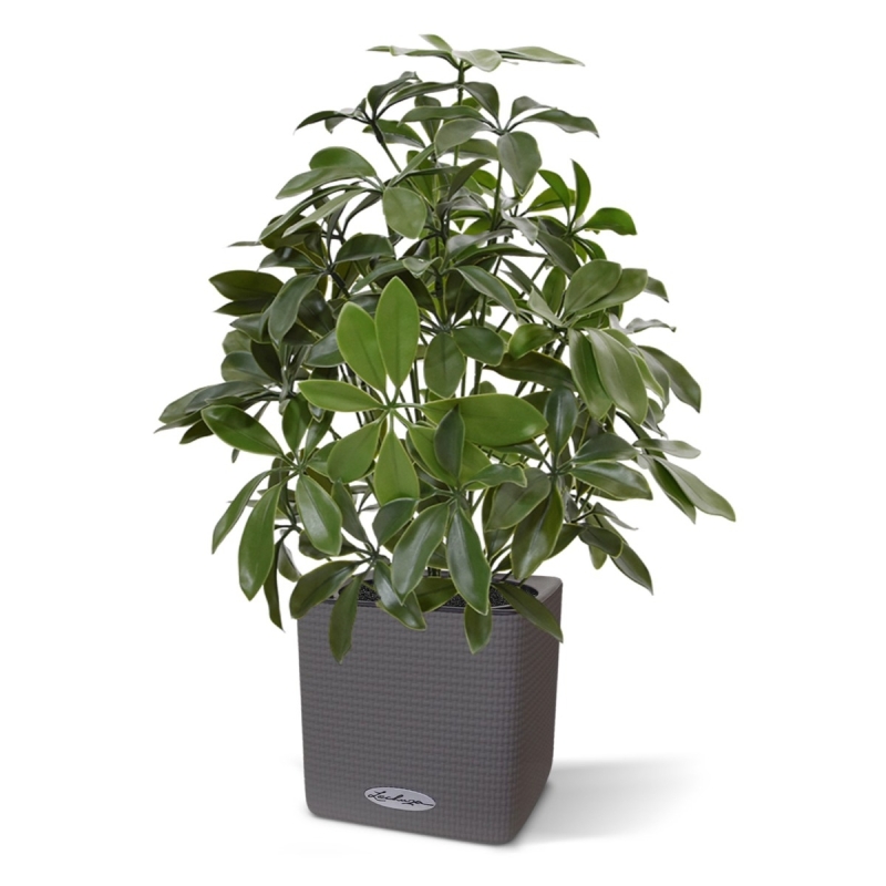 Pianta artificiale Schefflera 50 cm anti-UV
