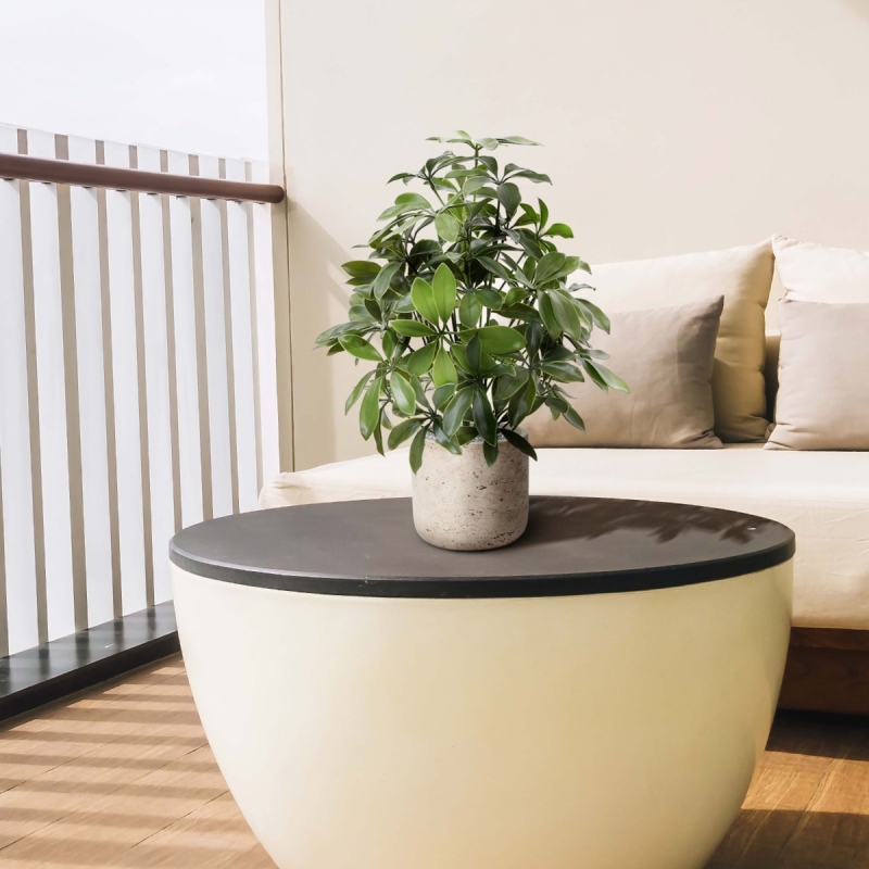 Pianta artificiale Schefflera 50 cm anti-UV