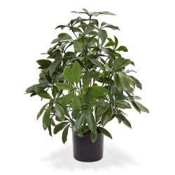 Pianta artificiale Schefflera 50 cm anti-UV