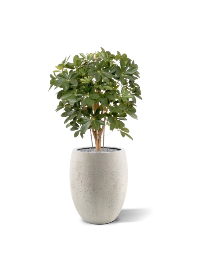 Pianta artificiale Schefflera 80cm