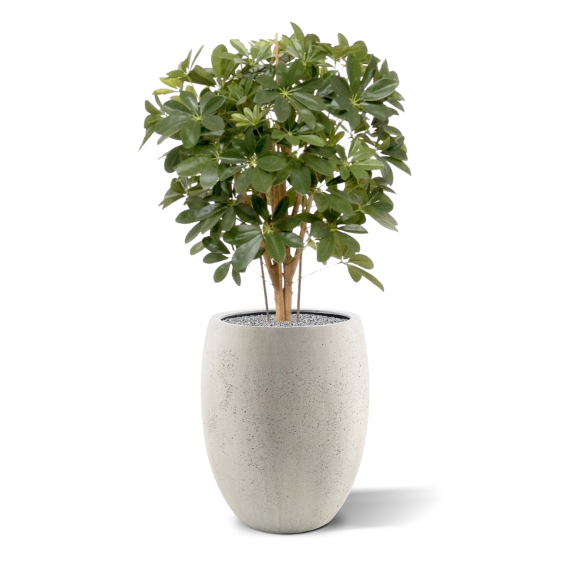 Pianta artificiale Schefflera 80cm