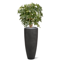Pianta artificiale Schefflera 80cm