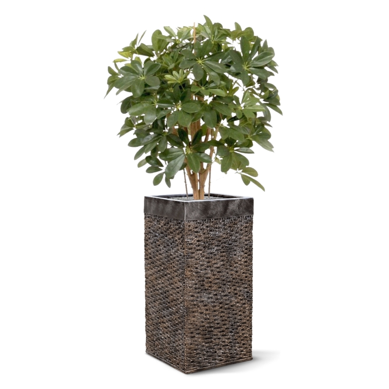Pianta artificiale Schefflera 80cm