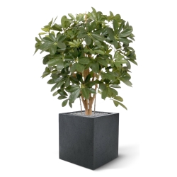 Pianta artificiale Schefflera 80cm