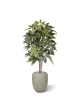 Albero artificiale Scheflera Amate 150 cm