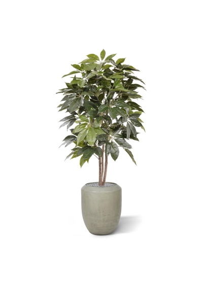 Albero artificiale Scheflera Amate 150 cm