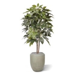Albero artificiale Scheflera Amate 150 cm