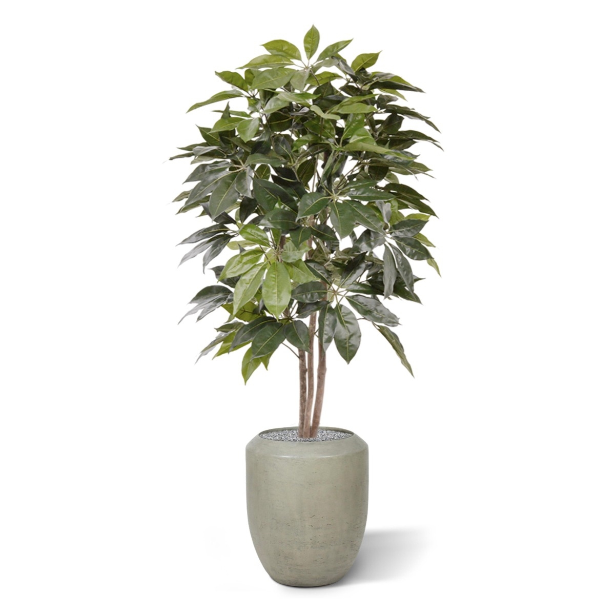 Albero artificiale Scheflera Amate 150 cm