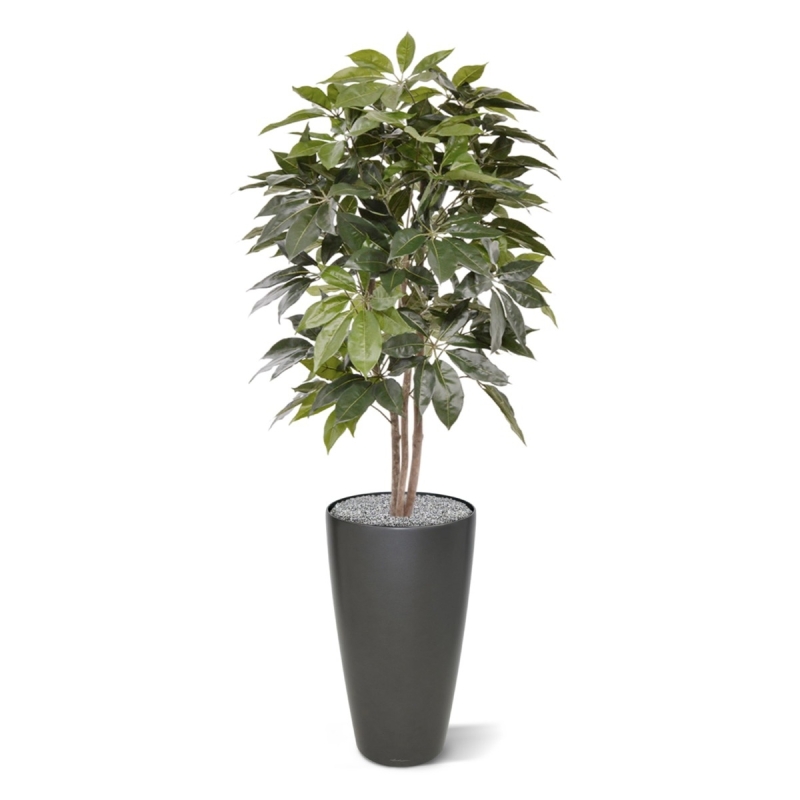 Albero artificiale Scheflera Amate 150 cm