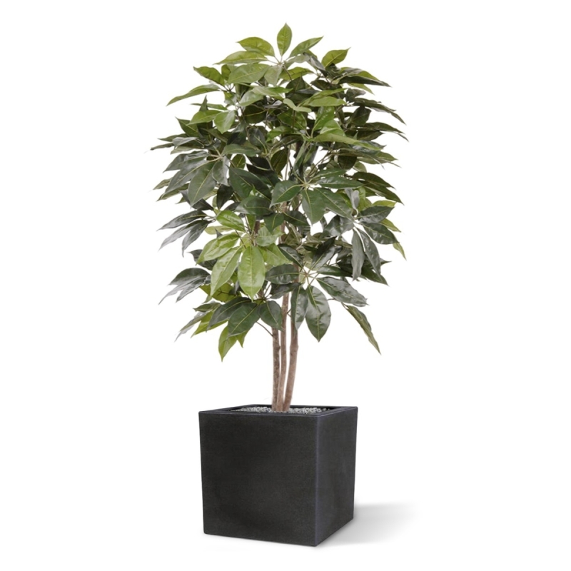 Albero artificiale Scheflera Amate 150 cm