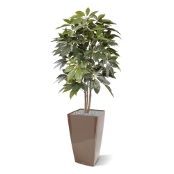 Albero artificiale Scheflera Amate 150 cm