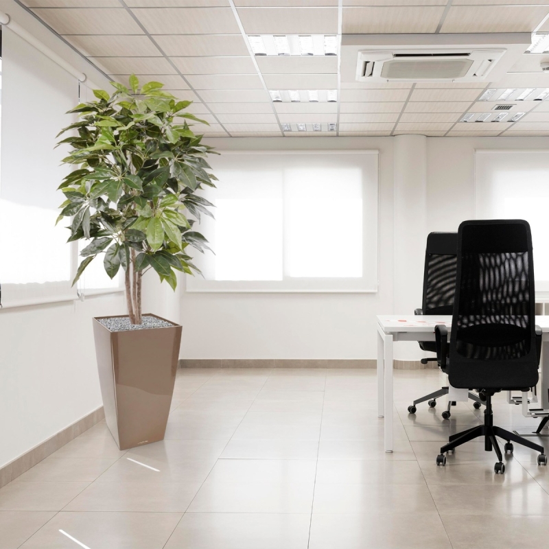 Albero artificiale Scheflera Amate 150 cm