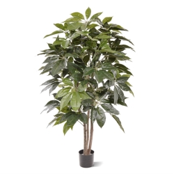 Albero artificiale Scheflera Amate 150 cm
