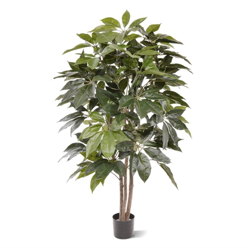 Albero artificiale Scheflera Amate 150 cm