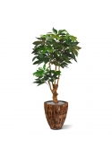 Albero artificiale Scheflera Amate deluxe 165 cm