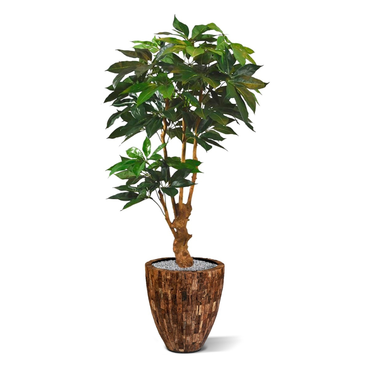 Albero artificiale Scheflera Amate deluxe 165 cm