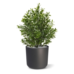 Pianta artificiale di bosso 30 cm - resistente ai raggi UV