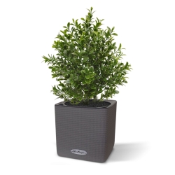 Pianta artificiale di bosso 30 cm - resistente ai raggi UV