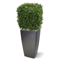 Bosso artificiale quadrato 30 cm - Resistente ai raggi UV