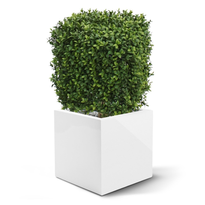 Bosso artificiale quadrato 30 cm - Resistente ai raggi UV