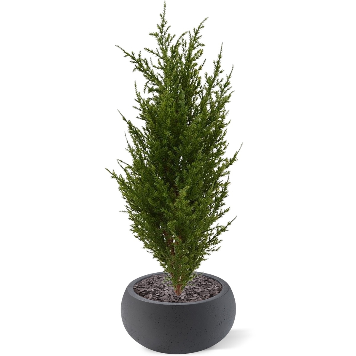 Bouquet di cipressi artificiali 56 cm