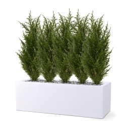 Bouquet di cipressi artificiali 56 cm
