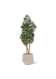 Albero artificiale Podocarpus 150cm resistente UV-proof
