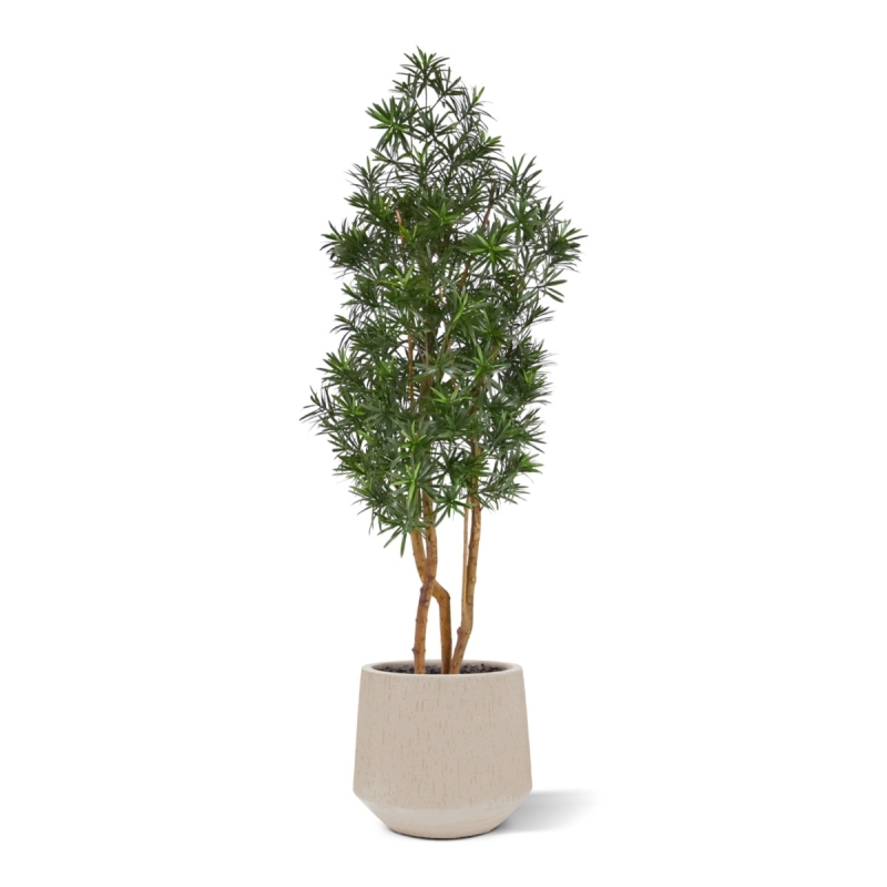 Albero artificiale Podocarpus 150cm resistente UV-proof