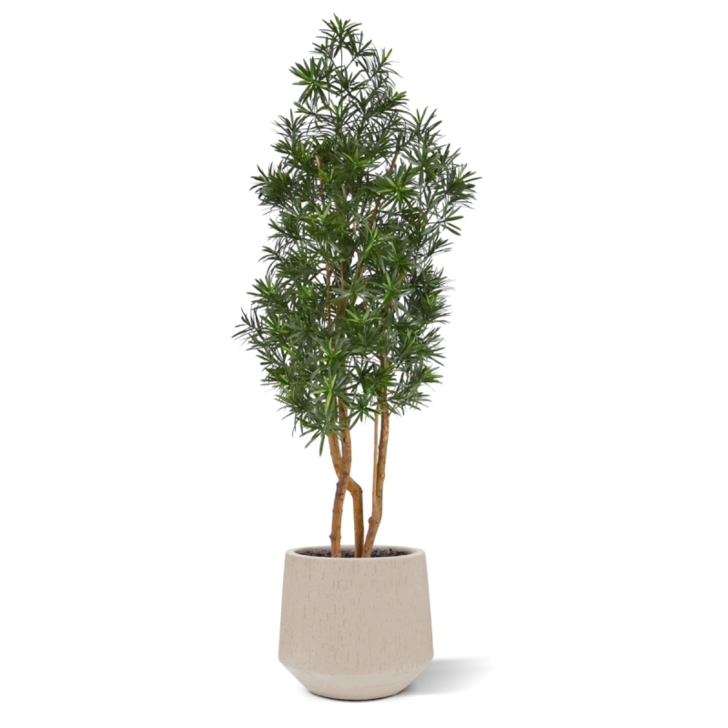 Albero artificiale Podocarpus 150cm resistente UV-proof