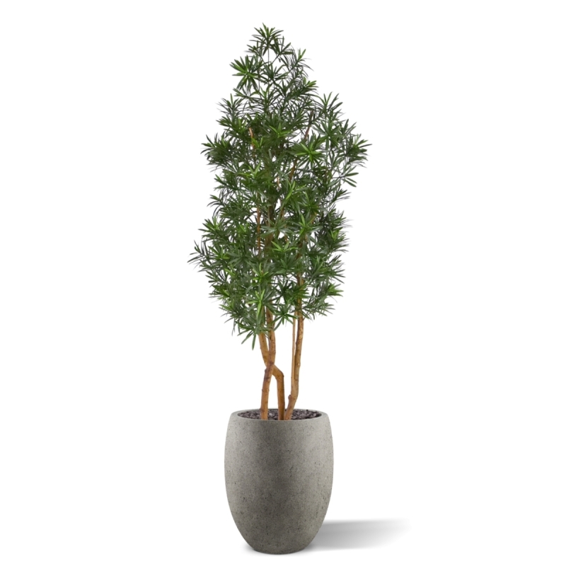 Albero artificiale Podocarpus 150cm resistente UV-proof