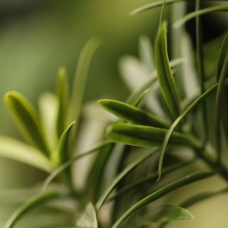 Albero artificiale Podocarpus 150cm resistente UV-proof