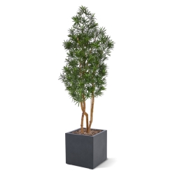 Albero artificiale Podocarpus 150cm resistente UV-proof