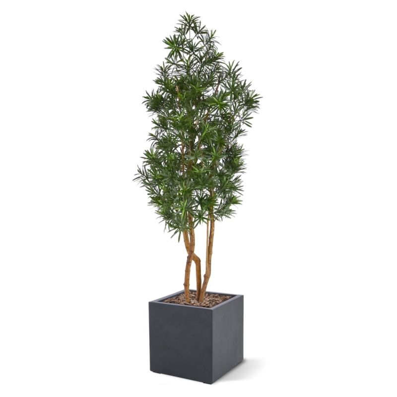 Albero artificiale Podocarpus 150cm resistente UV-proof