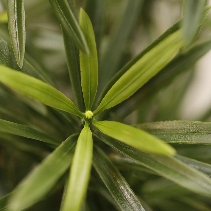 Albero artificiale Podocarpus 150cm resistente UV-proof