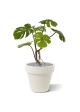 Monstera pianta artificiale 50cm