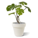 Monstera pianta artificiale 50cm