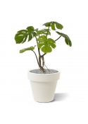 Monstera pianta artificiale 50cm