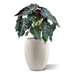 Alocasia pianta artificiale 75cm