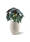 Alocasia pianta artificiale 75cm