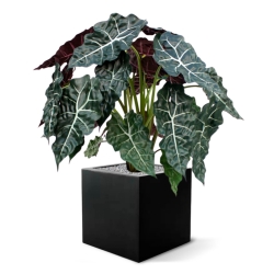 Alocasia pianta artificiale 75cm