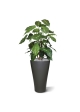 Syngonium deluxe pianta artificiale 85 cm