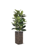Pianta artificiale Elastica Robusta 120cm - verde