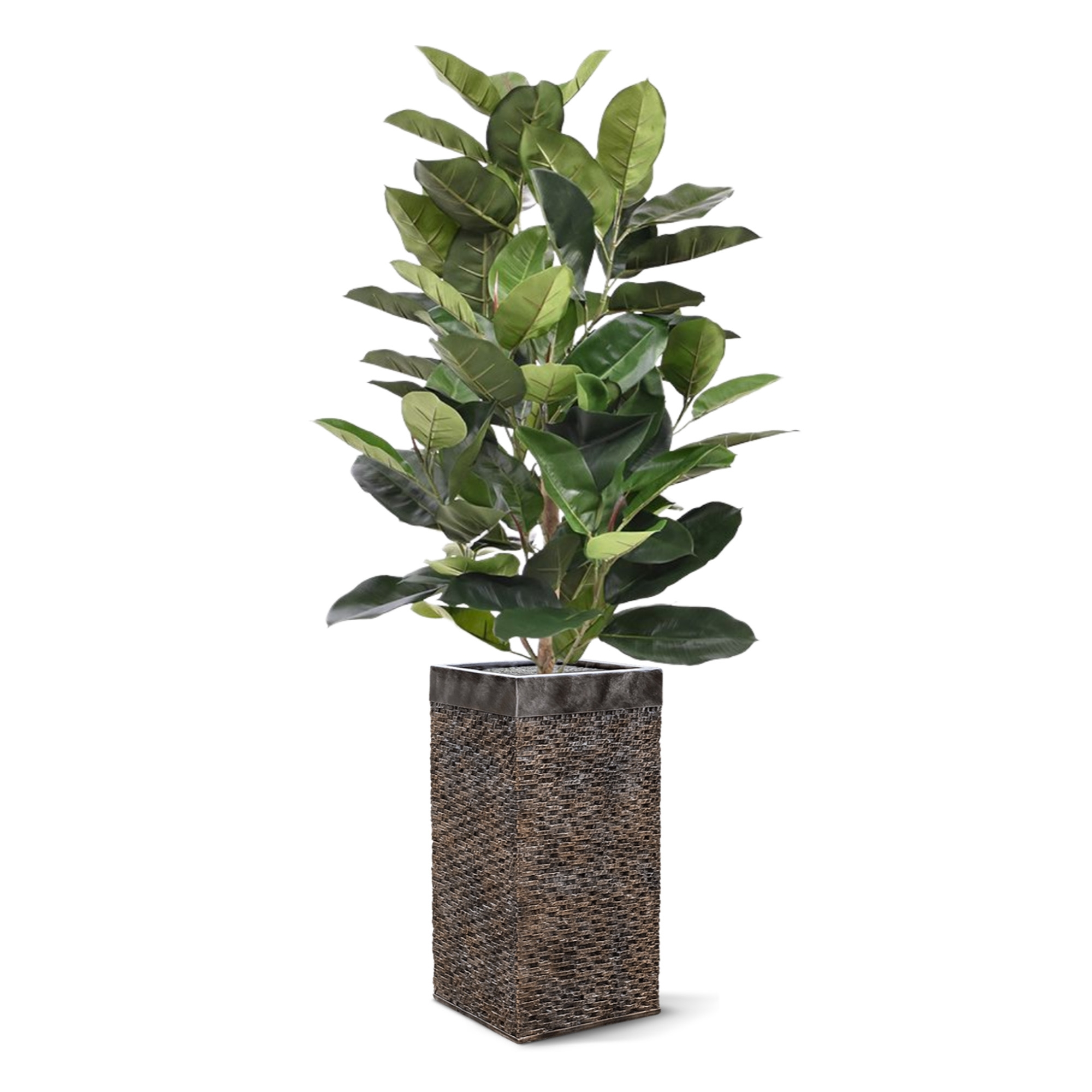 Pianta artificiale Elastica Robusta 120cm - verde