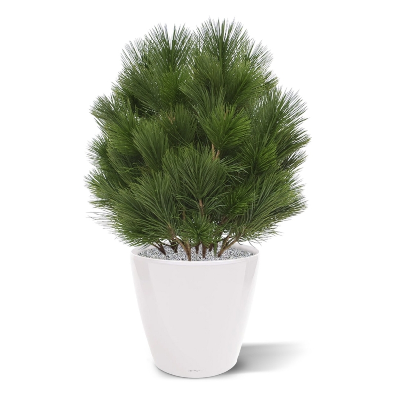 Pianta artificiale a bulbo di Pinus 60 cm - resistente ai raggi UV