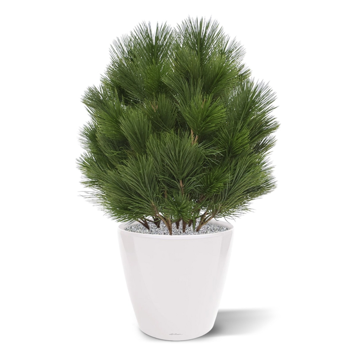 Pianta artificiale a bulbo di Pinus 60 cm - resistente ai raggi UV