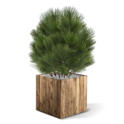 Pianta artificiale a bulbo di Pinus 60 cm - resistente ai raggi UV